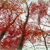 紅葉を散りばめた空