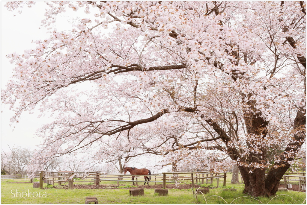 牧場の山桜2016