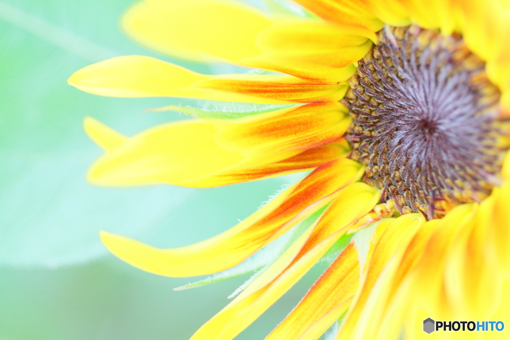 Yellow gradation