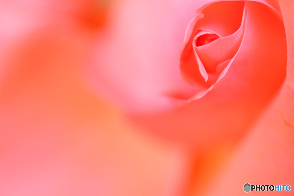 Line of the rose
