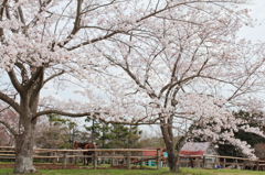 牧場風景
