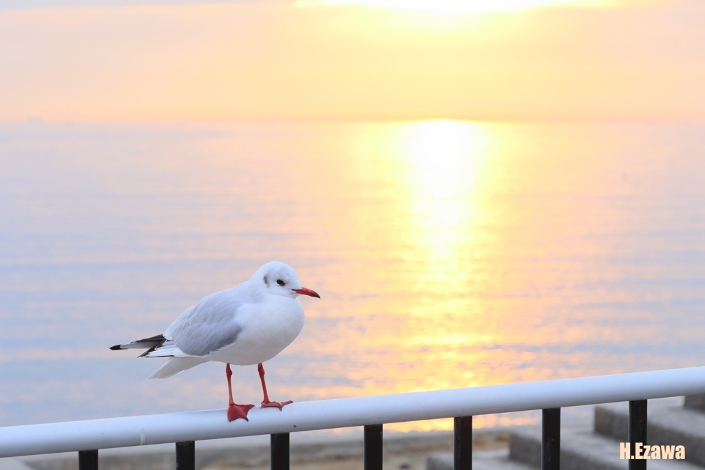 夕日とユリカモメ