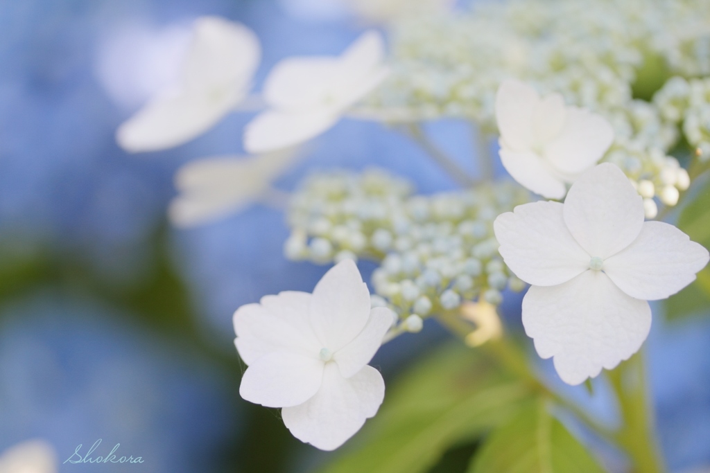 白い装飾花