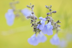 Pretty light blue