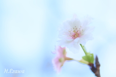 小福桜
