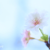 小福桜