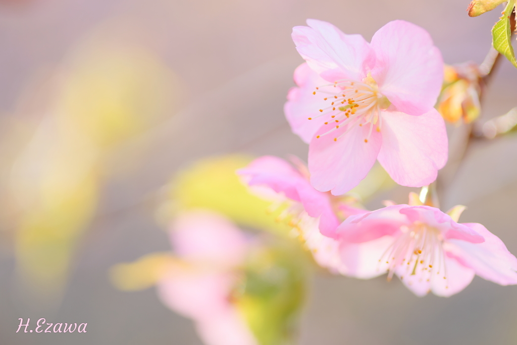 河津桜6