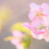河津桜6
