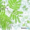 nemunoki