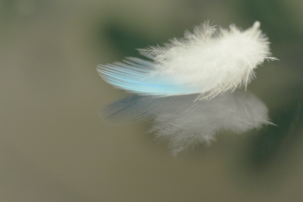 Light feather