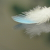 Light feather