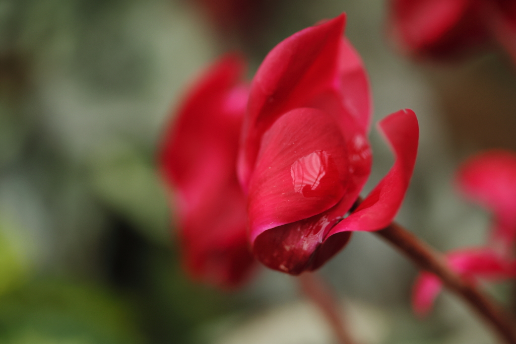 ガーデンシクラメン