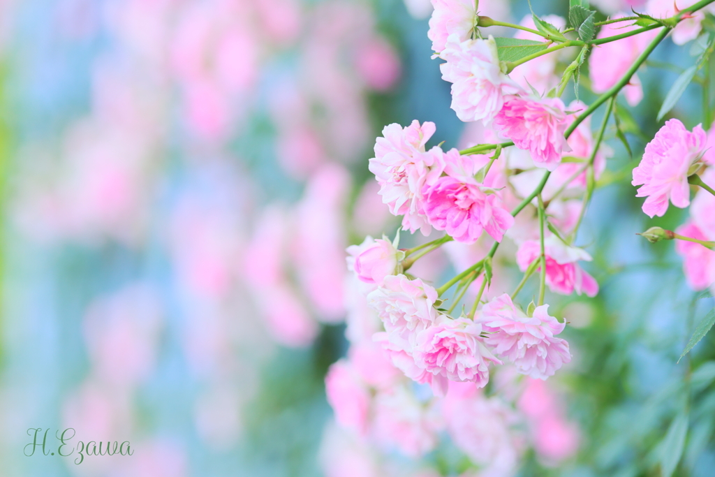 ツル薔薇