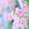 ツル薔薇