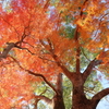楠と紅葉2