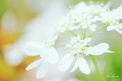 White fantasy2