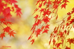 真紅の流れ