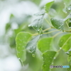 雨に濡れるナンキンハゼ
