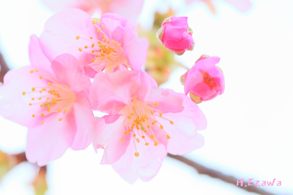 開花2