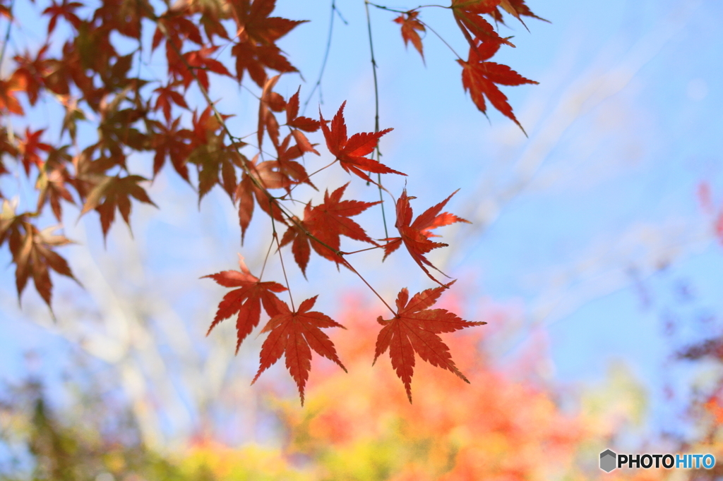 青空と紅葉