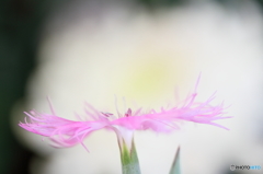 Pure love Ⅱ