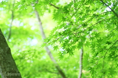 緑もみじ