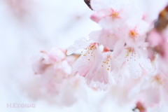 雨の日の姫桜