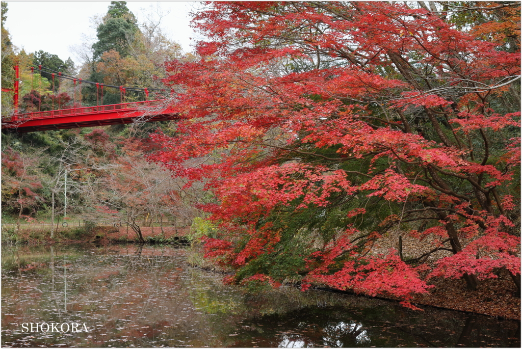赤い橋と紅葉