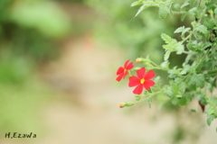 ちいさな赤い花