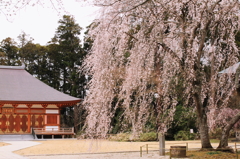 本堂と枝垂れ桜