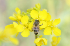 Yellow lunch