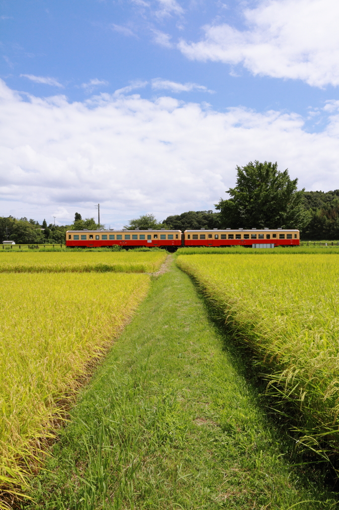 みのりの駅（駅へのあぜ道Ⅱ）