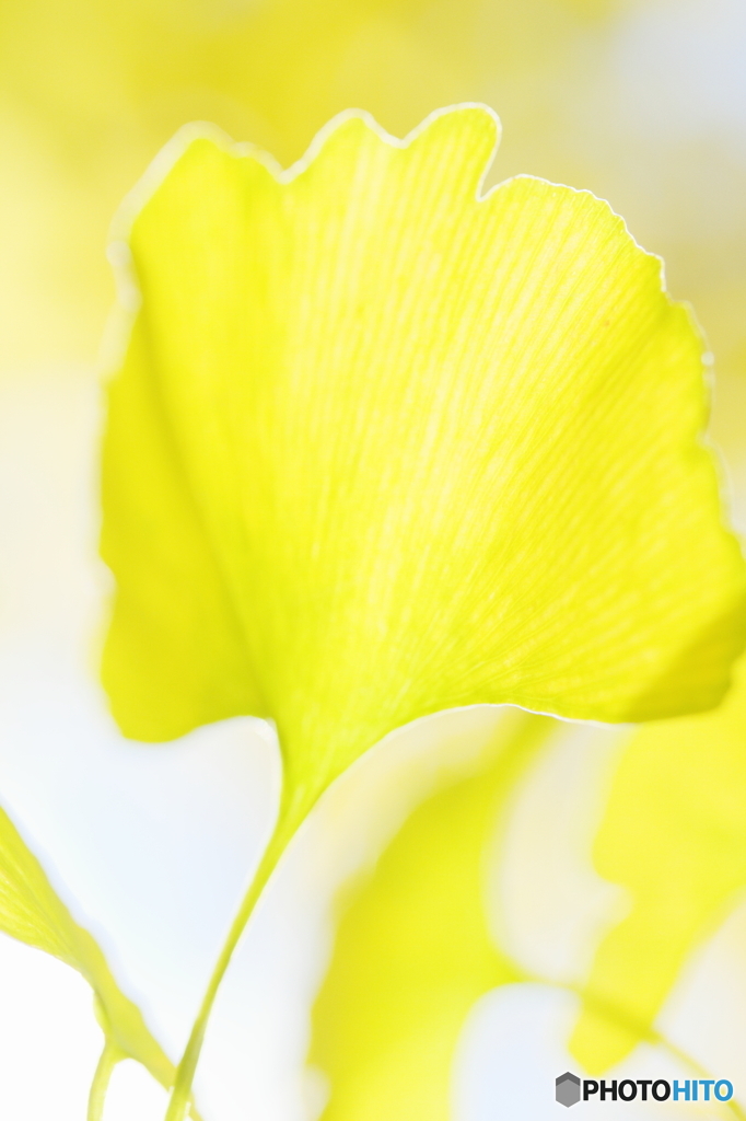 Yellow of the ginkgo