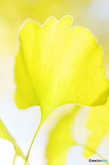 Yellow of the ginkgo