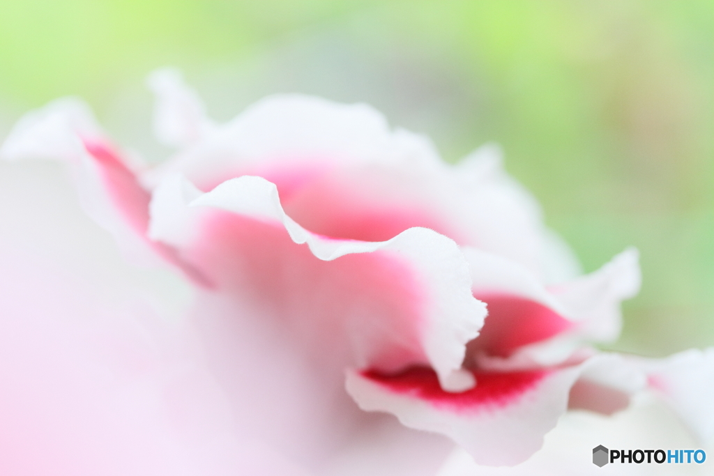 Wave of the gloxinia