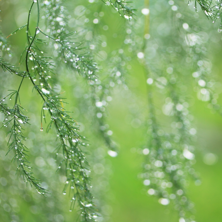 雨上がりのひかり