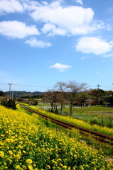 線路のある風景～ぽっかり雲と菜の花～