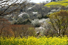 春の山肌