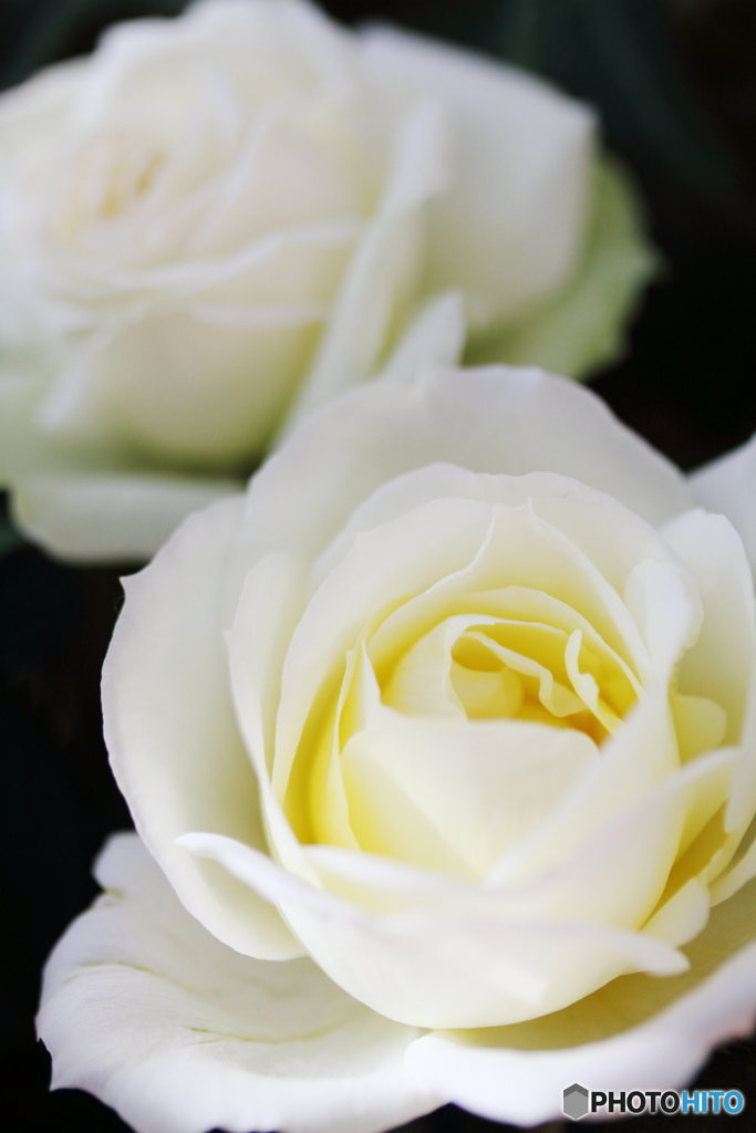 Purity