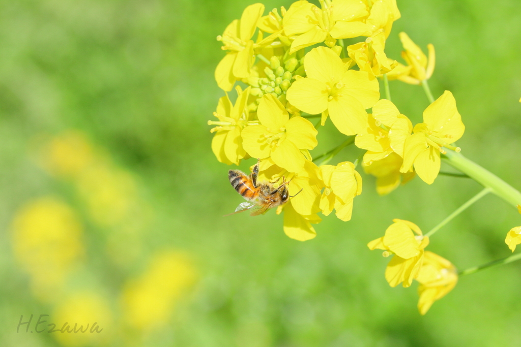 菜の花大好き(^^♪