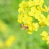菜の花大好き(^^♪