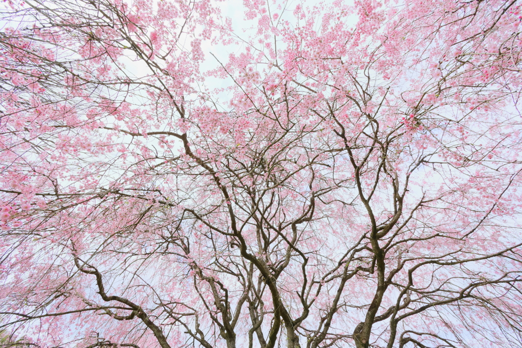 美術館の桜12