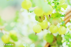Cute fruit