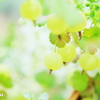 Cute fruit