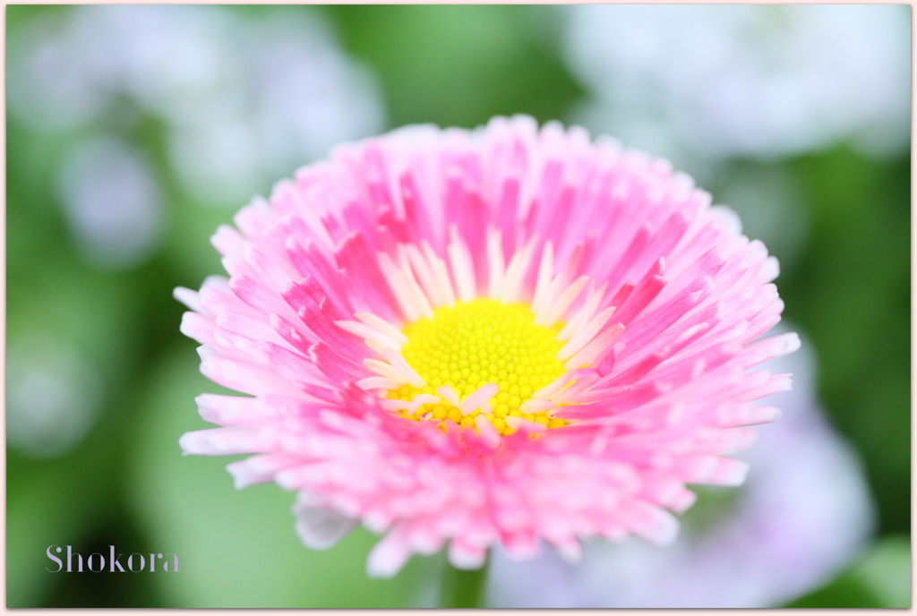 雛菊