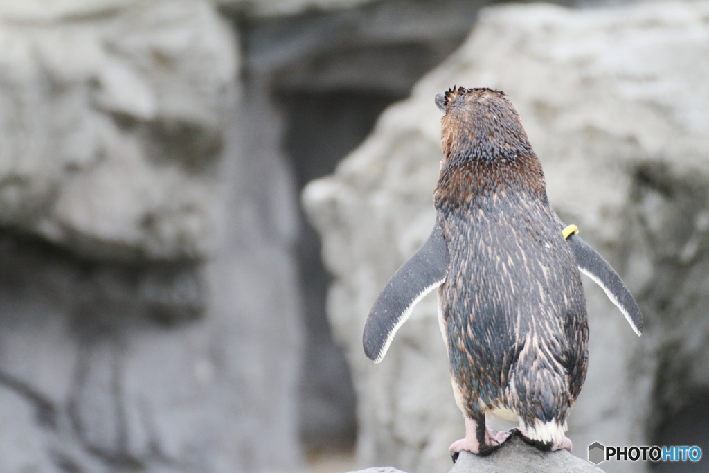 ちいさなペンギンⅡ