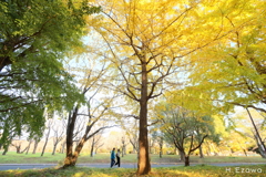 晩秋の公園を歩く