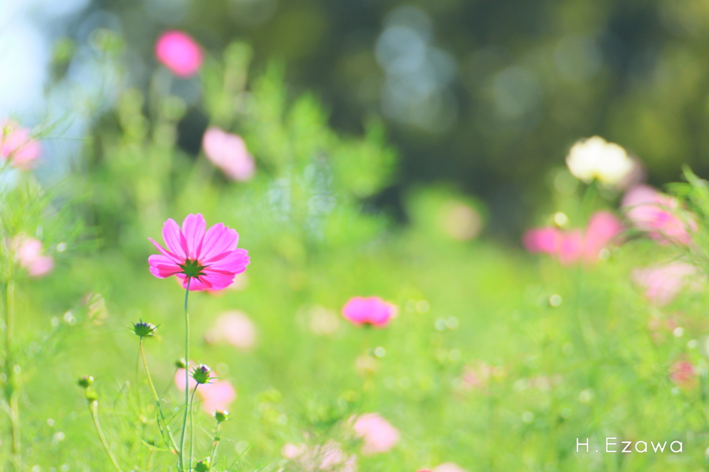 コスモス畑4