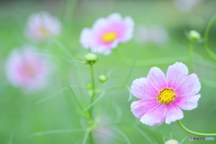 Cute cosmos2