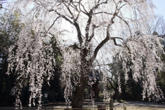 栄福寺の枝垂れ桜4